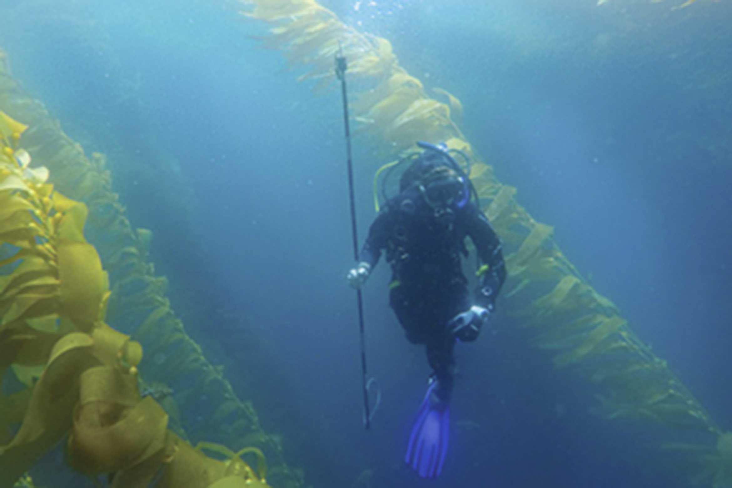 A scuba diver in a kelp forest.