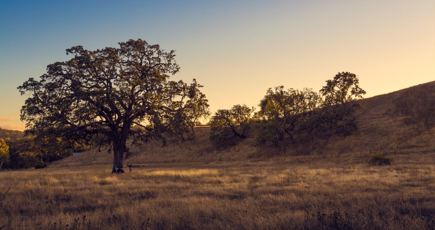 Tree landscape at the Sedgwick Reserve