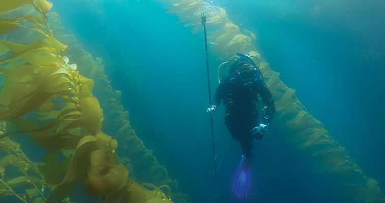 Diver in a kelp forest.