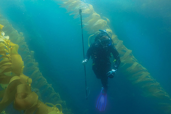 Diver in a kelp forest.