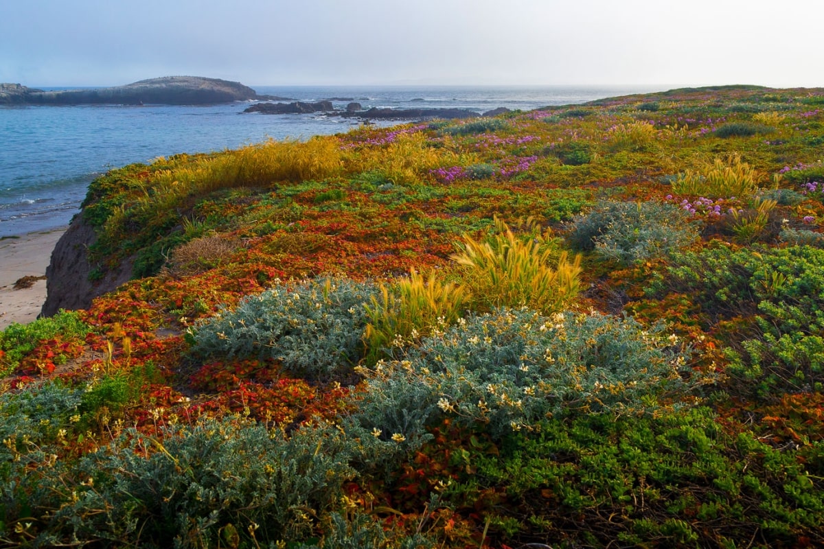Santa Cruz island reserve